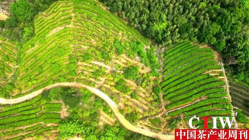 有关于永定：茶叶变茶“业” 富了村民美了乡村的内容(9)