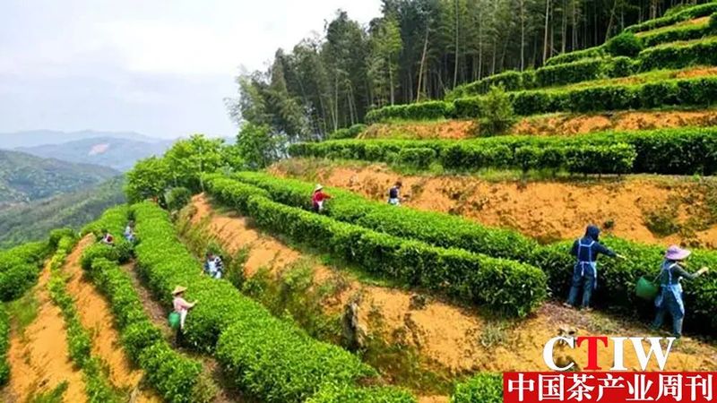 有关于永定：茶叶变茶“业” 富了村民美了乡村的内容(8)