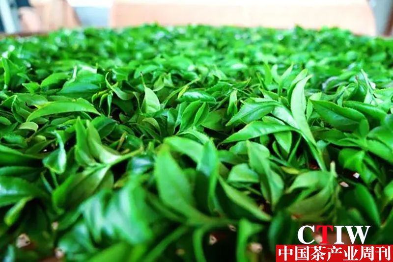 有关于永定：茶叶变茶“业” 富了村民美了乡村的内容(2)