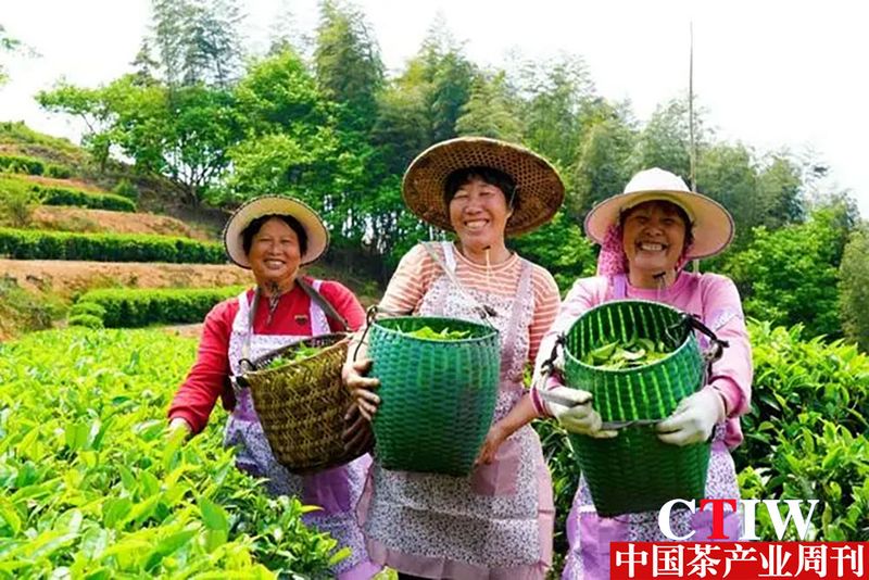 有关于永定：茶叶变茶“业” 富了村民美了乡村的内容