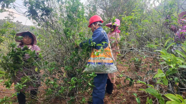 有关于镇沅按板镇老乌山 春茶吐绿生产忙 电力护航茶飘香的最新消息