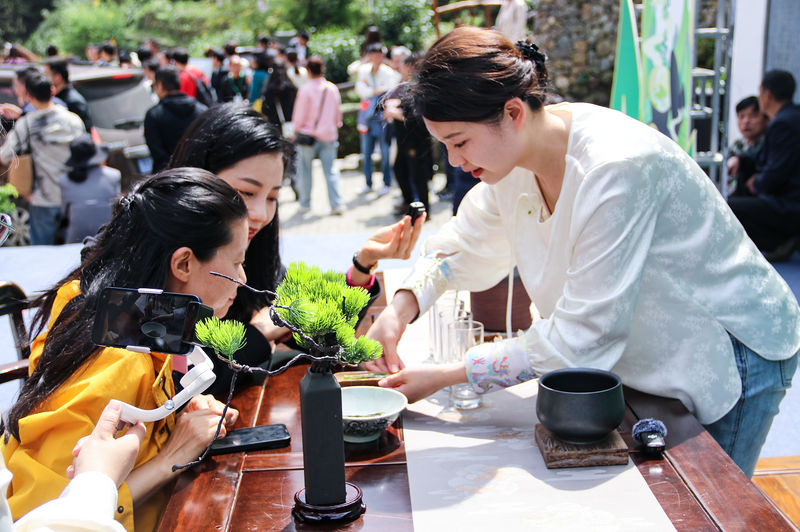 关于太平猴魁全面开园上市的消息(11)