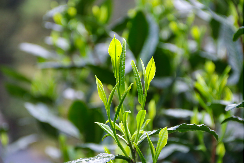 关于太平猴魁全面开园上市的消息(12)