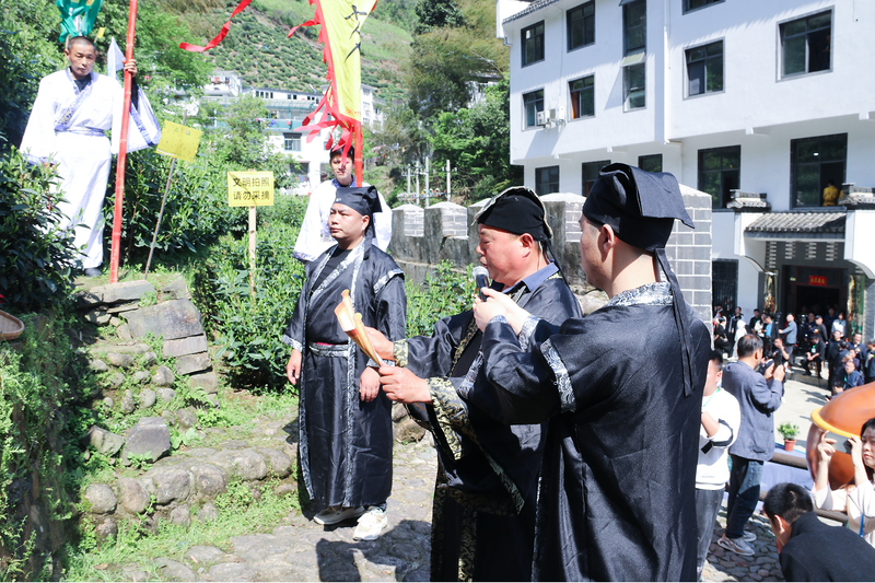 关于太平猴魁全面开园上市的消息(9)