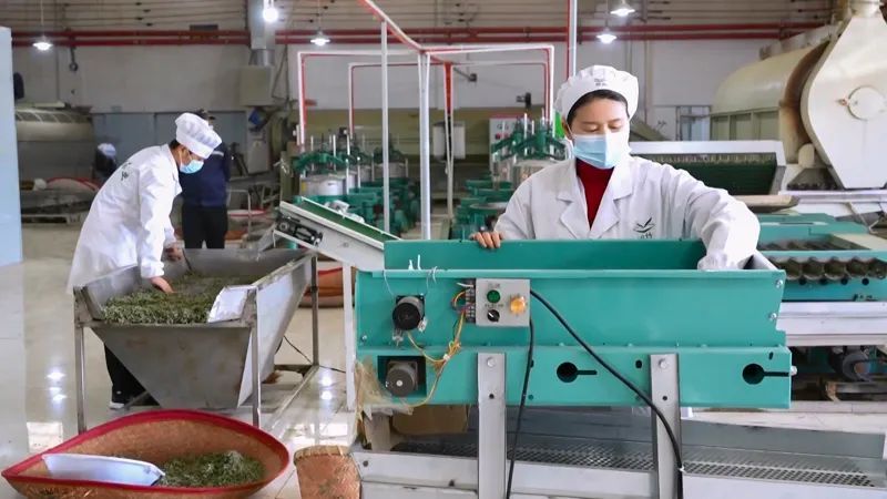 关于凤冈:打造“凤头羽”新品牌 开辟茶产业“新赛道”的内容(4)