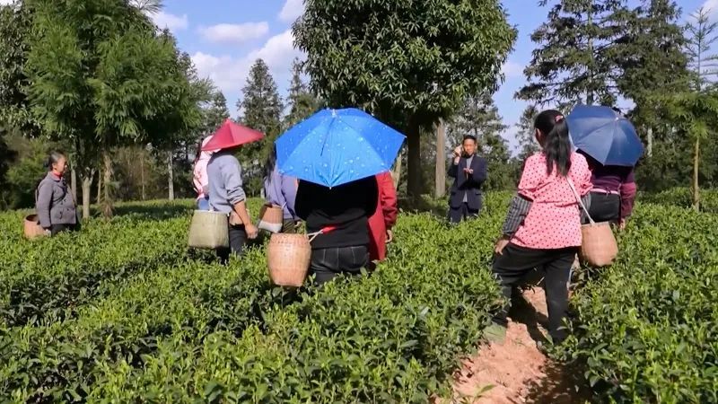 关于凤冈:打造“凤头羽”新品牌 开辟茶产业“新赛道”的内容(1)