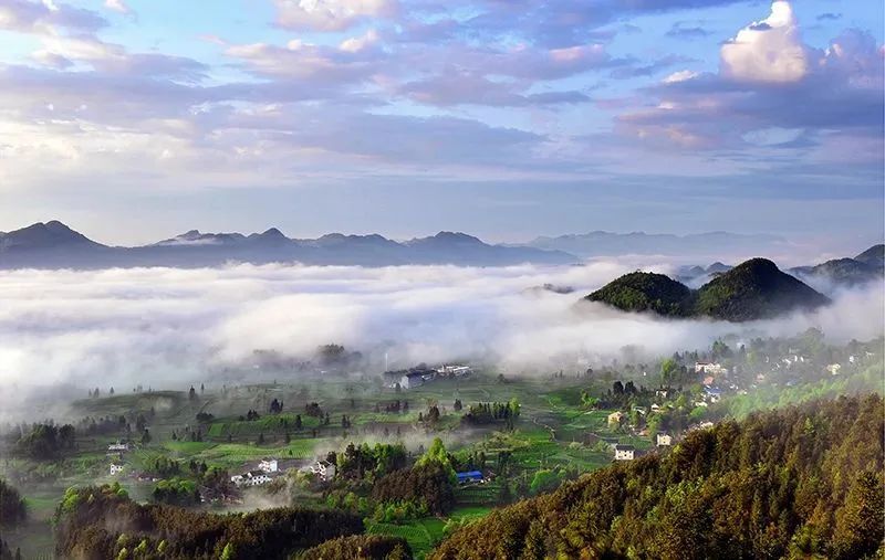 关于凤冈:打造“凤头羽”新品牌 开辟茶产业“新赛道”的内容