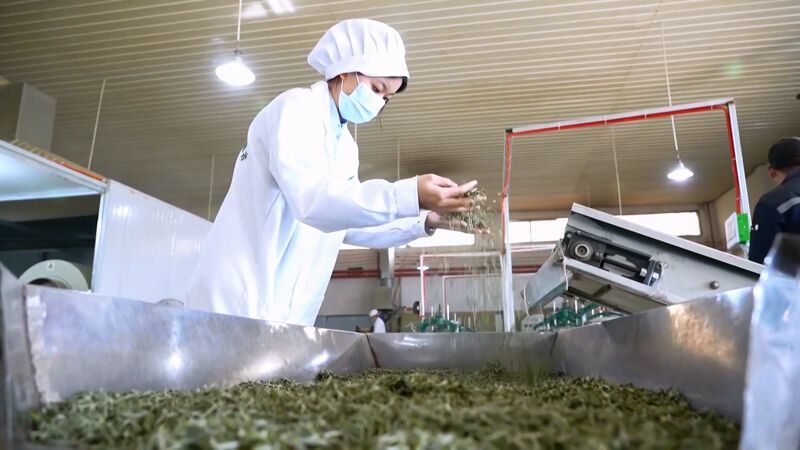 关于凤冈:打造“凤头羽”新品牌 开辟茶产业“新赛道”的内容(5)