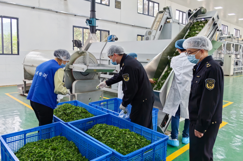 有关于乐昌：严抓茶叶质量安全 助力乡村产业振兴的新闻