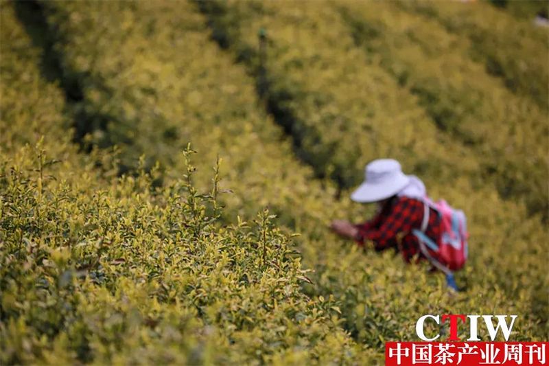 关于茶园吐新绿 茶山变“金山”——毕节市茶产业发展见闻的新闻(1)