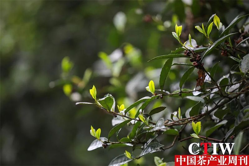 关于茶园吐新绿 茶山变“金山”——毕节市茶产业发展见闻的新闻(4)