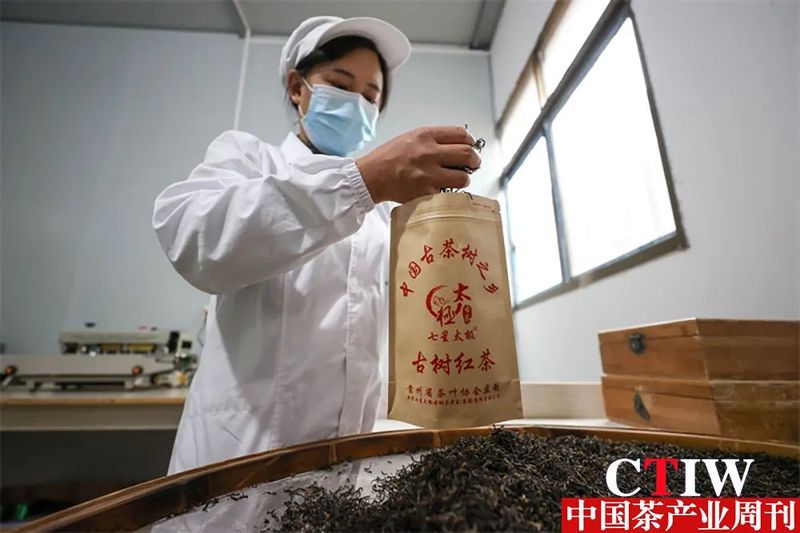 关于茶园吐新绿 茶山变“金山”——毕节市茶产业发展见闻的新闻(3)