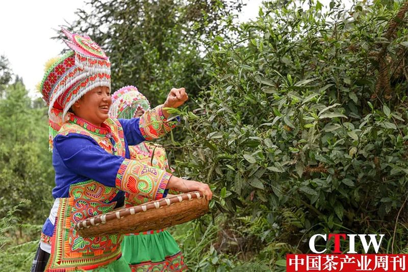 关于茶园吐新绿 茶山变“金山”——毕节市茶产业发展见闻的新闻(2)
