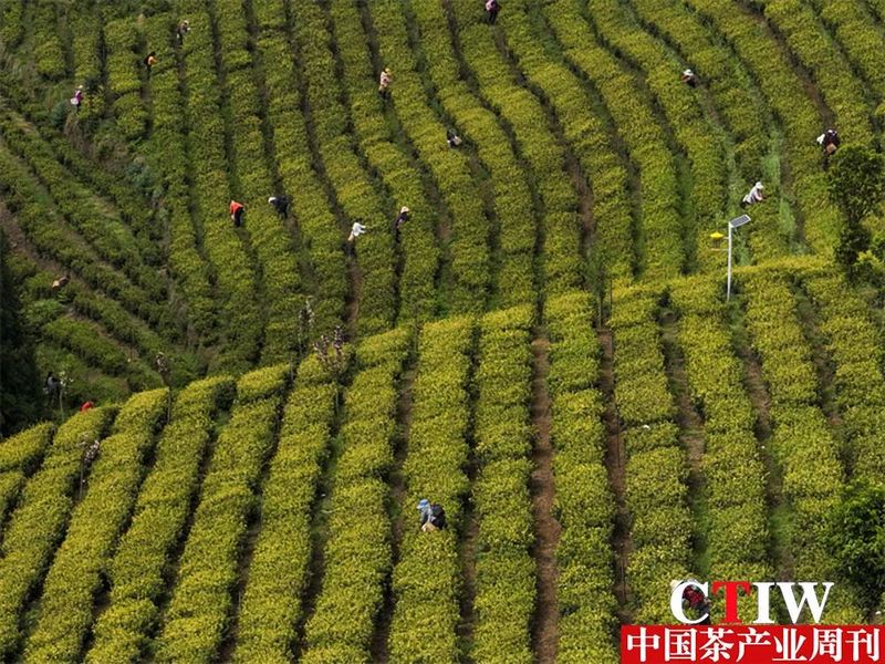 关于茶园吐新绿 茶山变“金山”——毕节市茶产业发展见闻的新闻