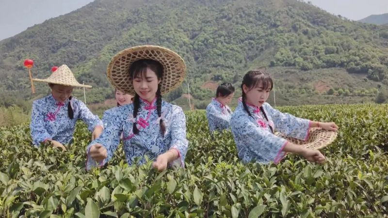 关于漳平市举办2024年漳平水仙茶开采节的最新消息(2)