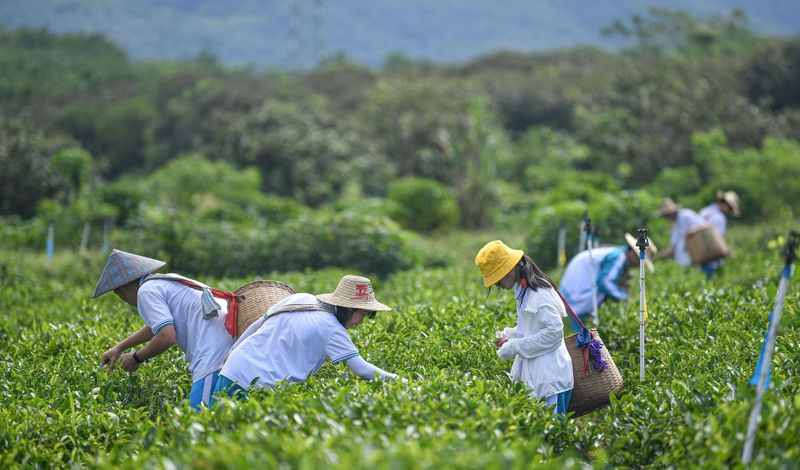 关于海南白沙茶产业人才职称评定打破学历限制的新闻