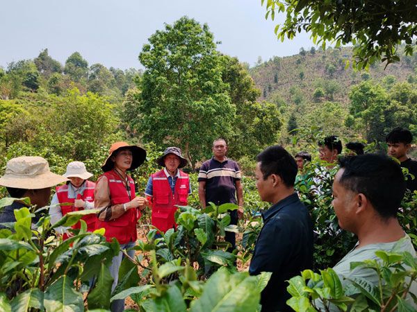 关于“云南省勐海县布朗山乡、打洛镇科技特派队”赴布朗山乡开展茶产业科技服务的相关内容
