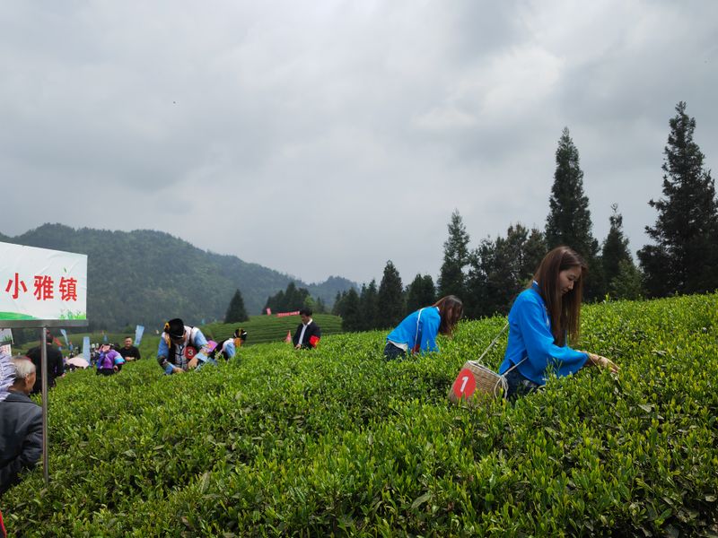 关于第16届贵州省茶产业博览会正安分会场系列活动今日启动的资讯(2)