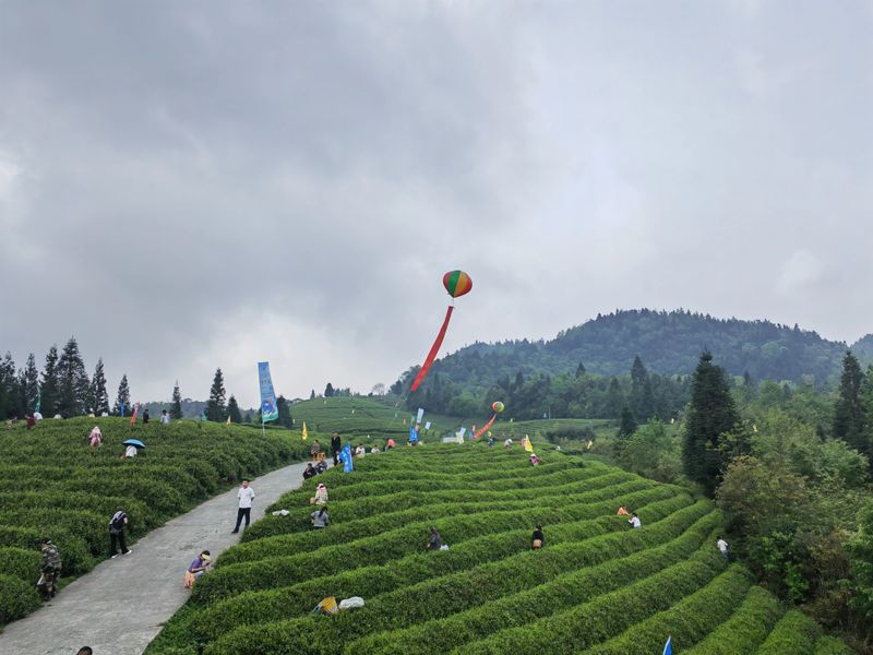 关于第16届贵州省茶产业博览会正安分会场系列活动今日启动的资讯(3)