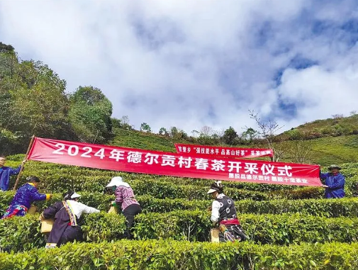 关于“小茶叶”变身“金叶子”——墨脱依托生态优势推动茶产业发展的消息(2)