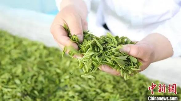 有关于湖南祁阳“一片叶子”致富百姓 茶农忙采头茬春茶的新闻(1)