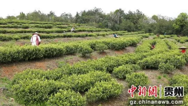 关于玉屏白果村:白茶飘香以“绿”添“金”的信息(1)