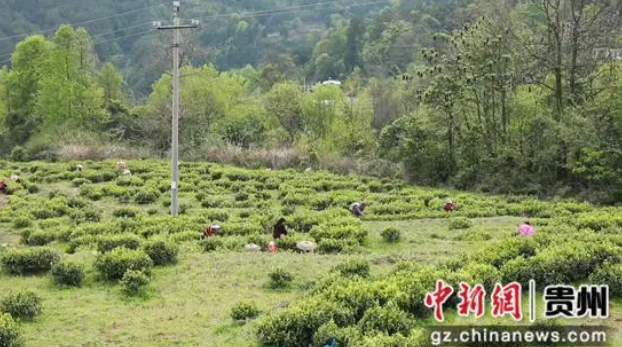 关于玉屏白果村:白茶飘香以“绿”添“金”的信息