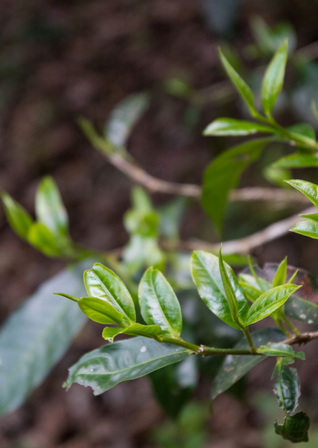 关于溯源倚邦中小叶种的相关内容(1)