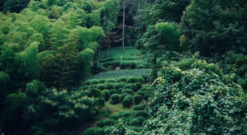 关于溯源倚邦中小叶种的相关内容