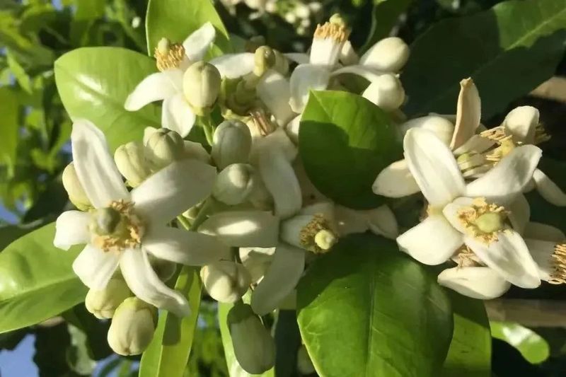 有关于福建平和:一缕柚香撬动一个茶产业的内容(1)