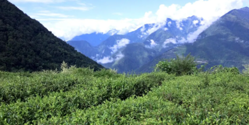 关于墨脱:高山有机茶带来的绿色红利的内容(2)