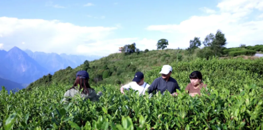 关于墨脱:高山有机茶带来的绿色红利的内容(4)