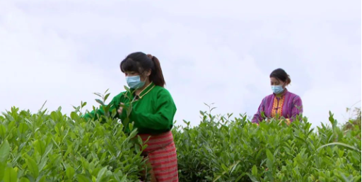 关于墨脱:高山有机茶带来的绿色红利的内容