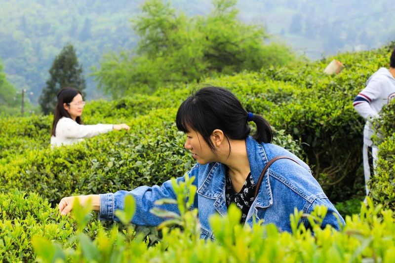 关于都匀：不负春光采茶忙的信息(7)