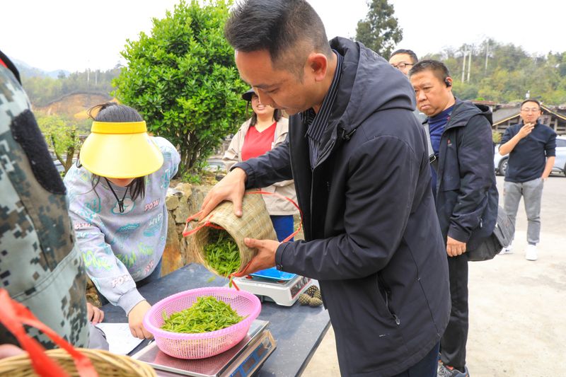 关于都匀:不负春光采茶忙的信息(2)