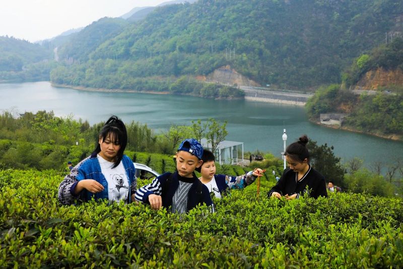 关于都匀:不负春光采茶忙的信息(5)