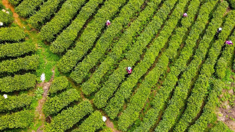 关于都匀:不负春光采茶忙的信息(3)