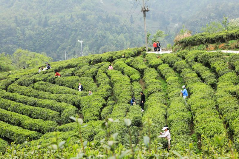 关于都匀:不负春光采茶忙的信息