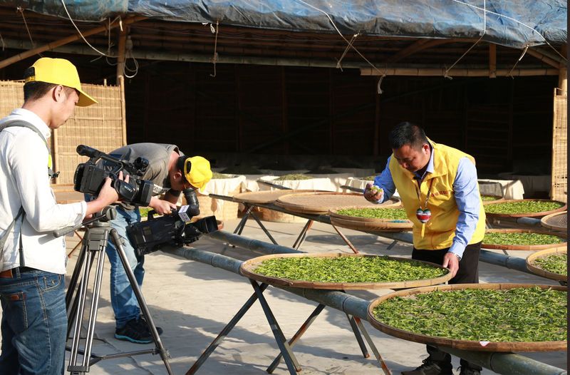 关于福鼎白茶通过欧盟800多项严苛检测标准的内容(4)