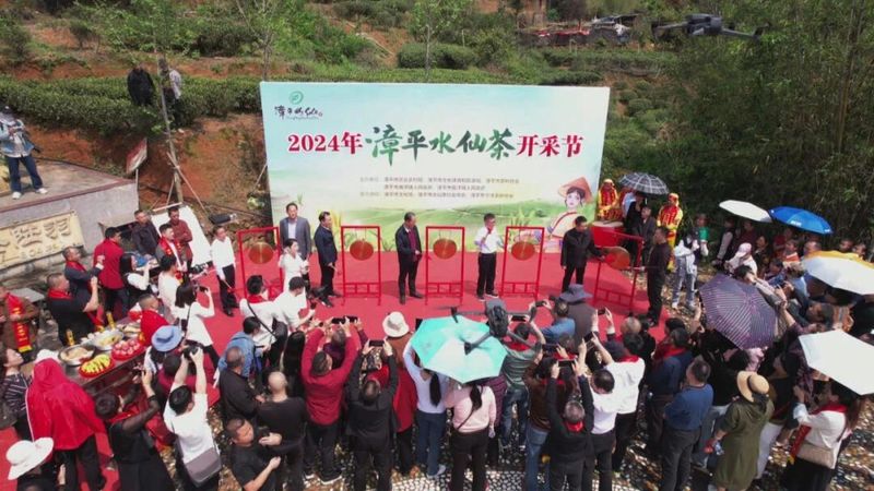 有关于2024年漳平水仙茶开采节圆满成功，邓大沿茶业漳平水仙春茶开采的最新消息(13)