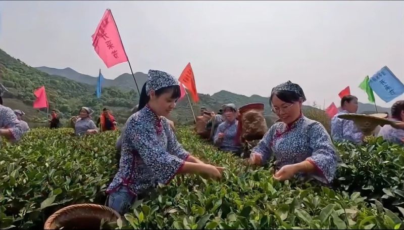 有关于2024年漳平水仙茶开采节圆满成功，邓大沿茶业漳平水仙春茶开采的最新消息(17)