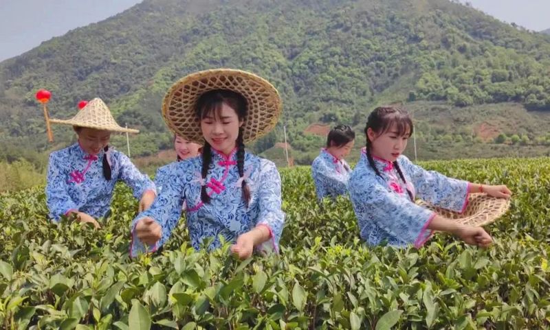 有关于2024年漳平水仙茶开采节圆满成功，邓大沿茶业漳平水仙春茶开采的最新消息(18)