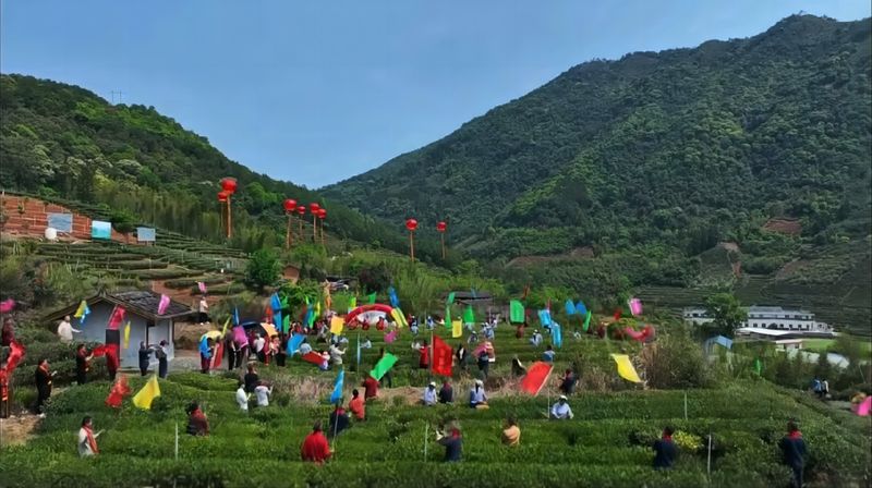 有关于2024年漳平水仙茶开采节圆满成功，邓大沿茶业漳平水仙春茶开采的最新消息(16)