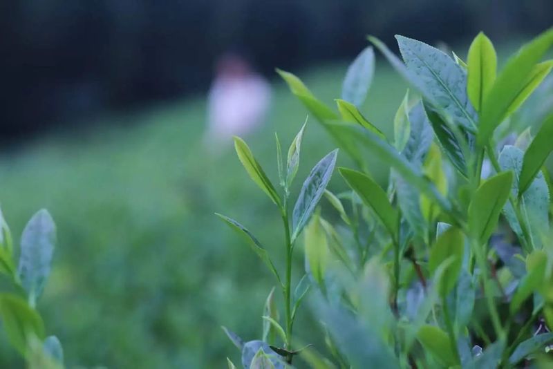 有关于2024年漳平水仙茶开采节圆满成功，邓大沿茶业漳平水仙春茶开采的最新消息(19)
