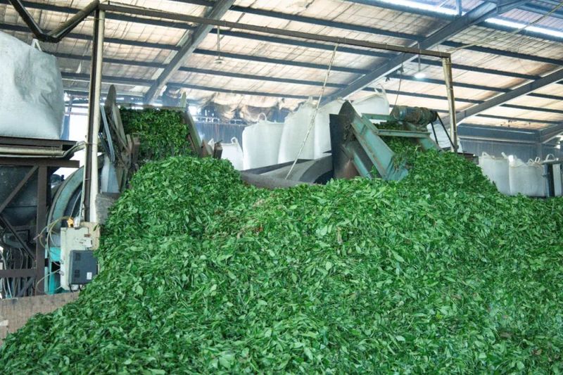 有关于日均10万公斤！“福建龙坛”开足马力收茶青，恢复茶价“健康值”的资讯