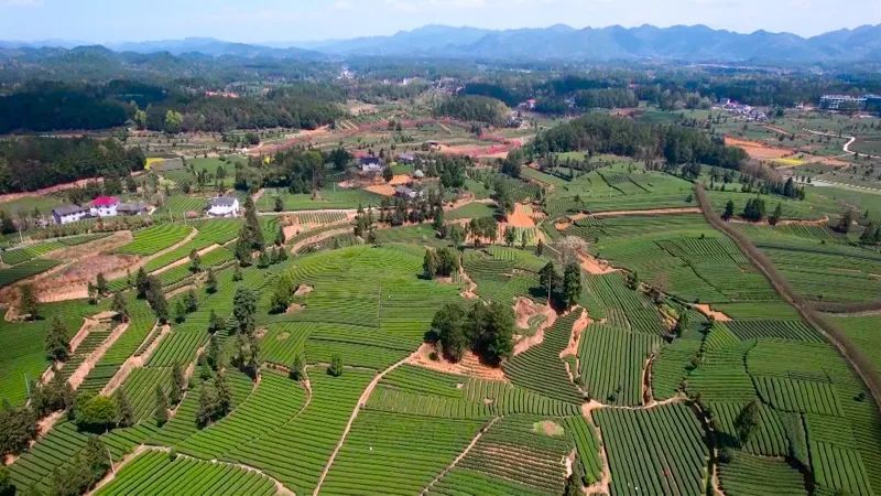 关于永安:春茶飘香 产销两旺的资讯