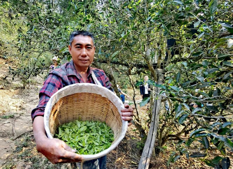 有关于普洱思茅：茶旅深度融合 打造乡村振兴的“老安寨样本”的相关信息(8)