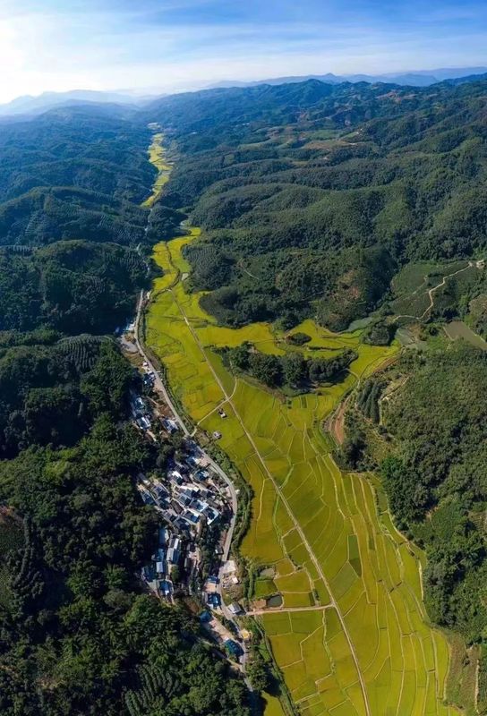 有关于普洱思茅：茶旅深度融合 打造乡村振兴的“老安寨样本”的相关信息(11)