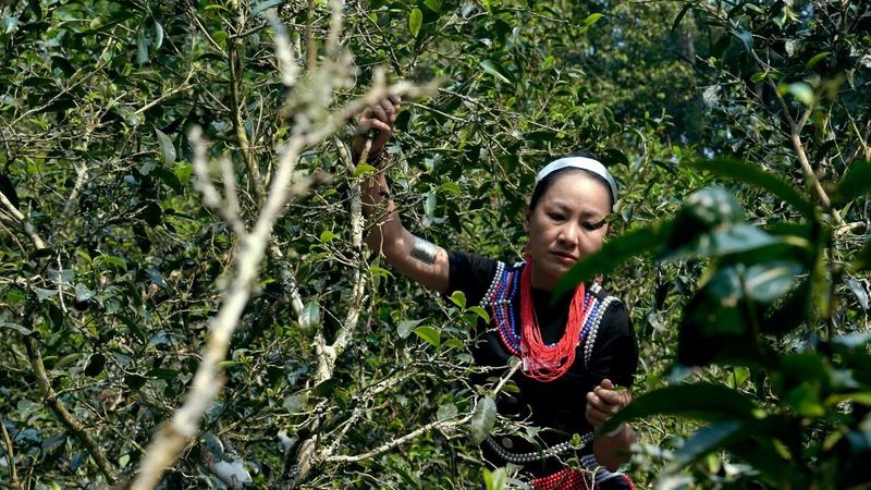 有关于普洱思茅：茶旅深度融合 打造乡村振兴的“老安寨样本”的相关信息(14)