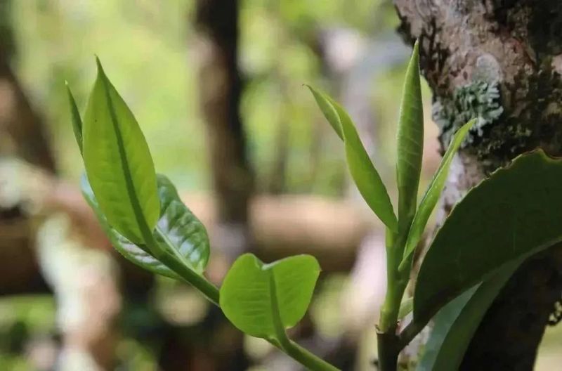 有关于普洱思茅：茶旅深度融合 打造乡村振兴的“老安寨样本”的相关信息(5)